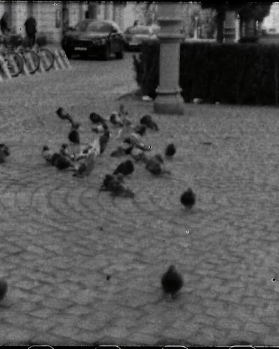 analog photo