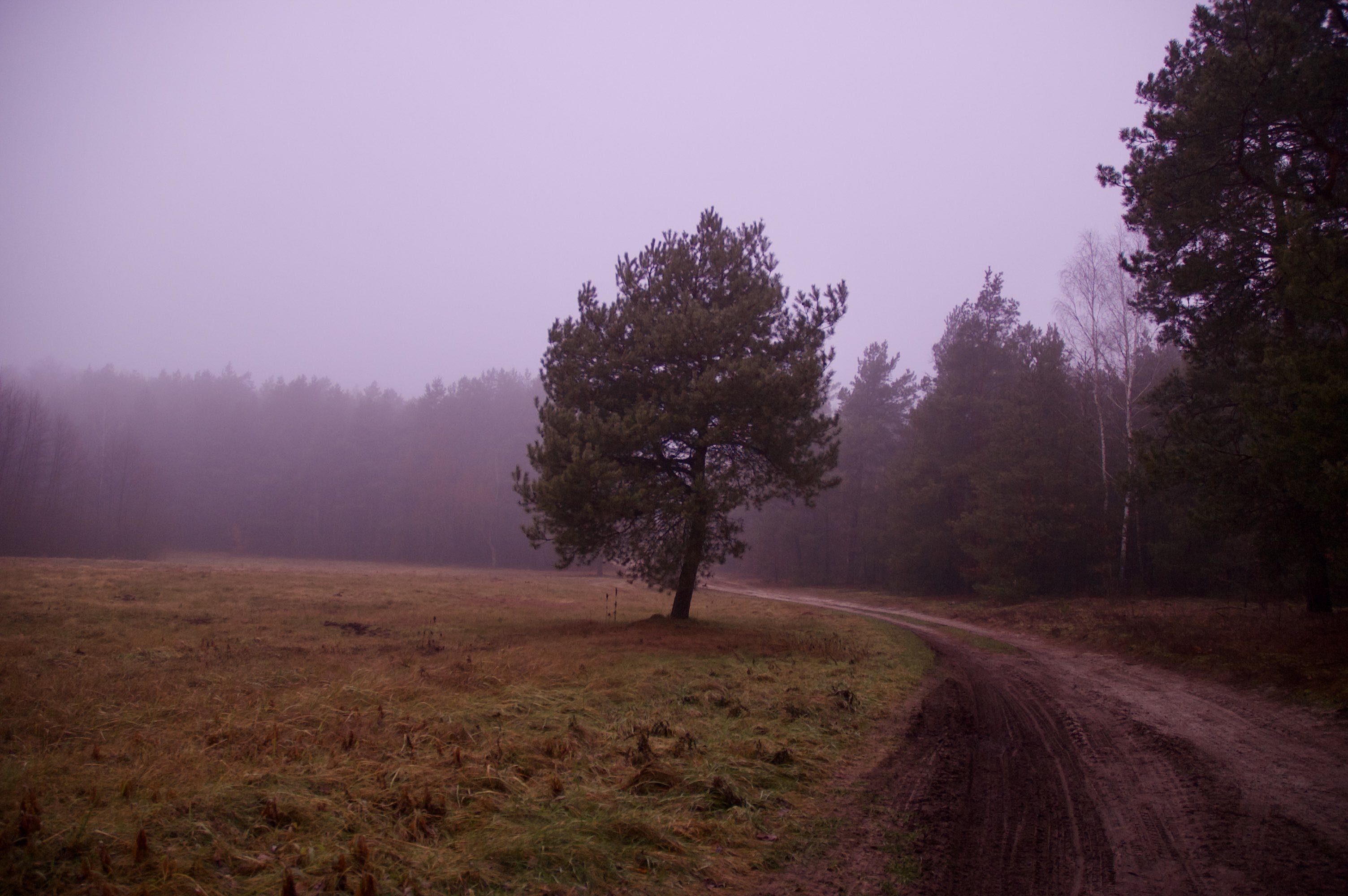 digital photo
