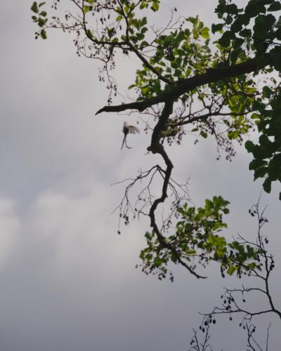 digital photo