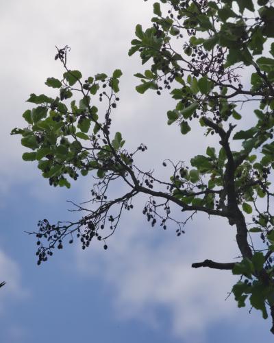 digital photo