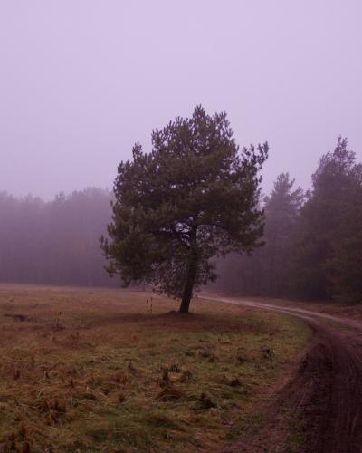 digital photo